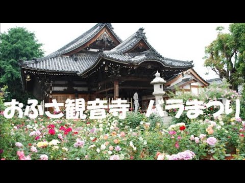 おふさ観音寺 バラまつり#イングリッシュローズ