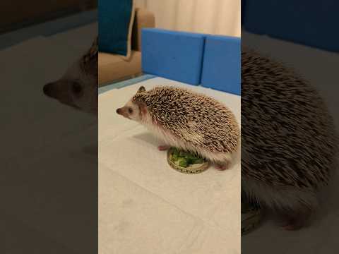 Hedgehog Sniffing Around