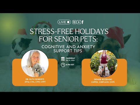 Managing Holiday Stress in Senior Pets: Cognitive and Anxiety Support Tips