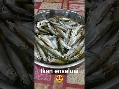 Ikan enseluai😍.. ikan sungai👍