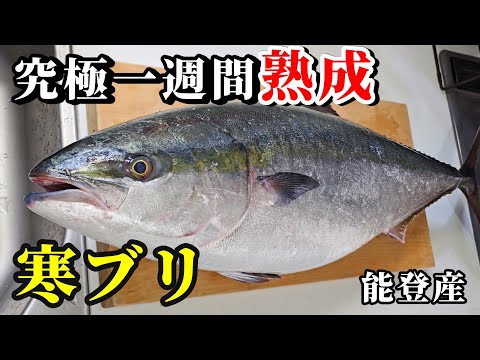 一般家庭で寒ブリ１本１週間熟成させて捌いてみた！刺身もブリしゃぶも美味すぎる