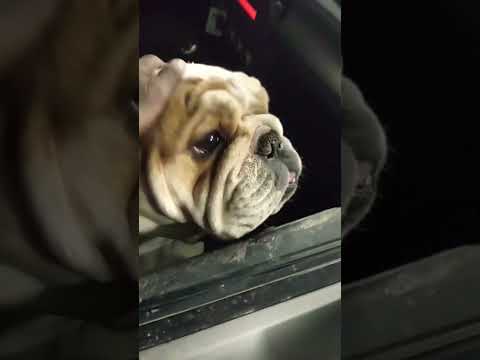 World’s Cutest Bulldog #shortvideo #youtubeshorts #shorts #bulldog #dog #pets #cute #car #adorable