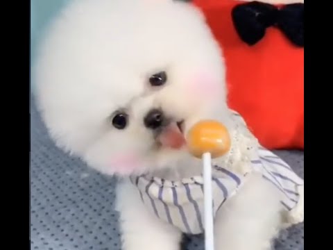 【わたあめ？】中国セレブの可愛すぎるわんちゃん動画集〜[Cotton candy? ] Chinese celebrity doggy videos collection〜