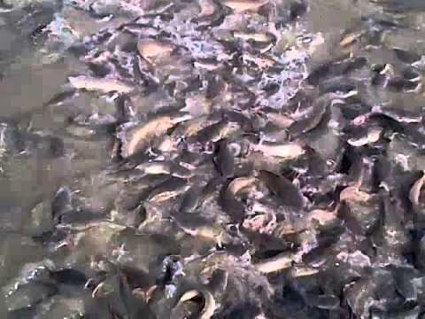 Earthen pond fish farming by myrtles farms in bayelsa