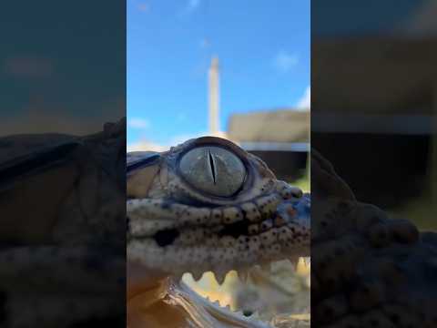 Baby Cuban Crocodiles in Cuba! #youtubeshorts #cubancrocodile #short #crocodile