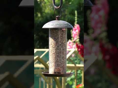 You won't believe how long it took to get a 5 second clip of this bird...  #wildbirds #birdfeeder