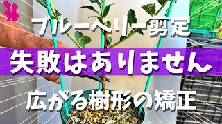 【初心者が失敗する剪定は？】ブルーベリー広がる樹形の剪定と矯正方法