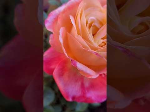 this is what real love looks  like #roses #rosebush #flowers #flowergarden #backyardgarden