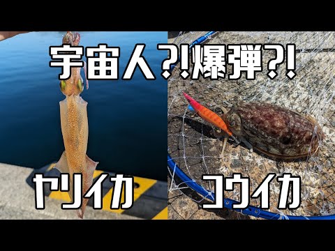 堤防でまったりエギングをしたら宇宙人？爆弾？のようなイカが釣れた。