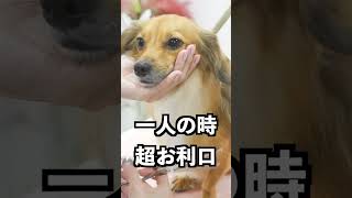 散歩だと思ってる犬をトリミングに連れていったらお利口すぎた！ #shorts