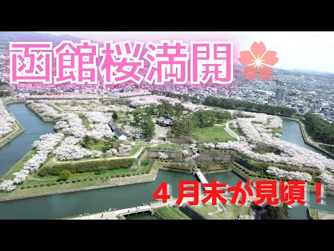 【函館桜満開】五稜郭公園・桜が丘通り・函館公園