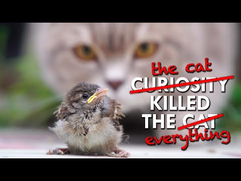 Cats Kill Billions Of Birds Every Year. It’s Time For That To Stop.