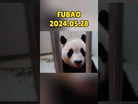 🐼FUBAO，2024.05.28 #panda #fubao