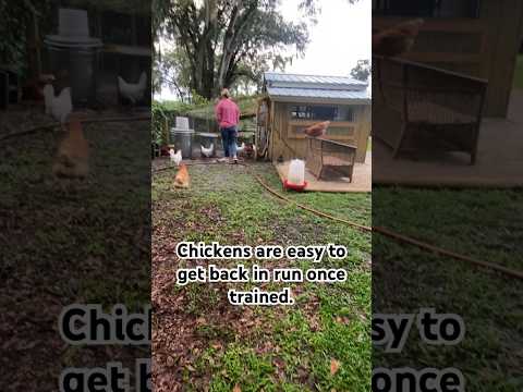 Training chickens to be put up at night. #diy #summer #homestead #chicken #hen #rain #chickencoop