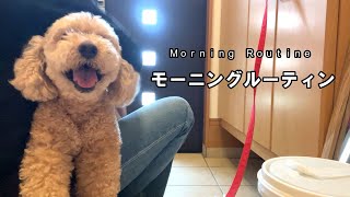 大きいトイプードルとママのモーニングルーティン【デカプー】【トイプードルのロアくん】【toy poodle】