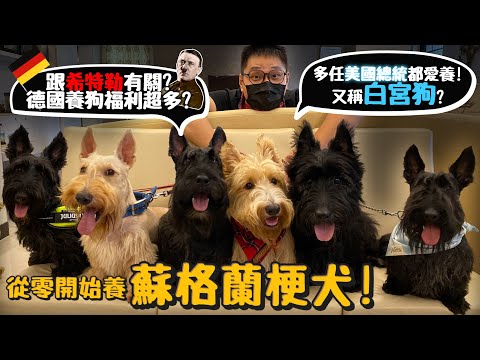 【從零開始養】蘇格蘭㹴!白宮狗總統犬?跟希特勒有關?德國養狗福利超多?智商倒數才藝卻超多?【許伯簡芝】羅斯福 Scottish Terrier