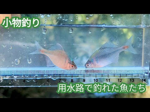 【小物釣り】今までに釣ったキレイな魚たちを紹介