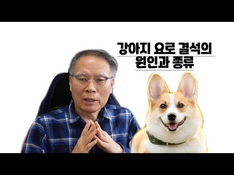 수의학박사 닥터엠이 알려주는 강아지 요로결석의 종류