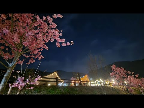 露營Vlog｜山的那一邊露營區/櫻花盛開超浪漫/開箱ENDERS桌面式木炭烤肉爐/露營料理分享