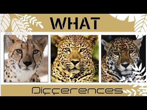 【兒童英語說書 】豹，獵豹，花豹的區別 | Differences between cheetah,  leopard & jaguar.