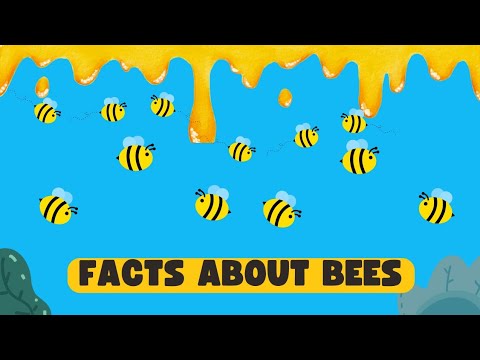 Facts about Bees | Animation