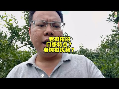 老树柑的口感特点？老树柑的优势？香气穿透感超强上脑的