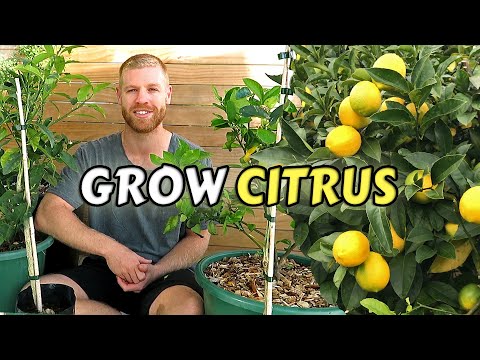 Guide To Planting Citrus Trees At Home - Lemon, Lime, Kumquat & Calamondin