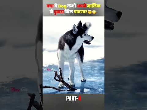 #dog #story #amazingfacts #factsinhindi #doglover #movie #kgfvssalaar #facts #hindimovie #hindisong