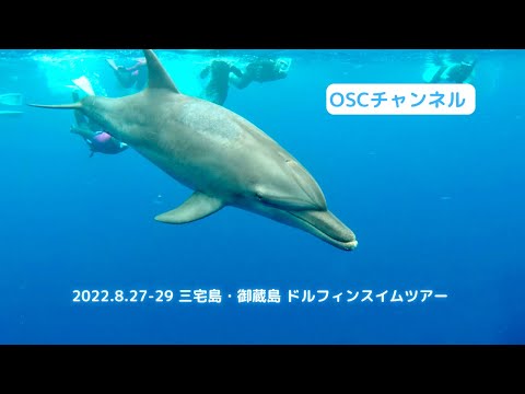 【水中映像】伊豆七島の三宅島・御蔵島で野生のイルカと一緒に泳ぐドルフィンスイムをしてきました！