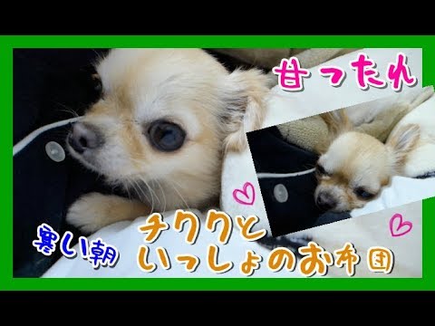 【甘ったれ🐶】チワワといっしょのお布団💡寒い朝🍂 ~Chihuahua is snuggling  to me in the futon💟