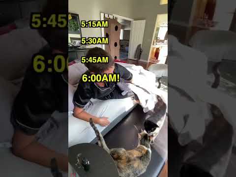 Cats Adjusting To Time Change | Two Crazy Cat Ladies