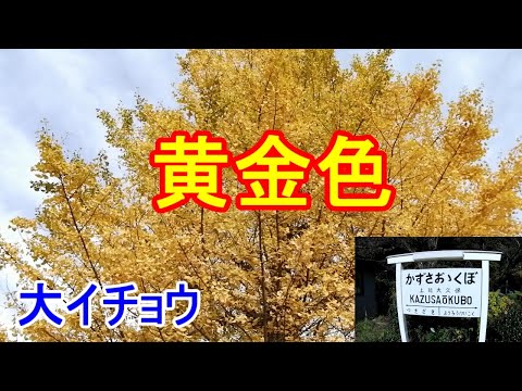 黄金色に染まる大イチョウを見に行きませんか？小湊鉄道の【上総大久保駅】はトトロのいる駅だそうで、その駅前には、【夫婦銀杏】と呼ばれる２本の大木があります。