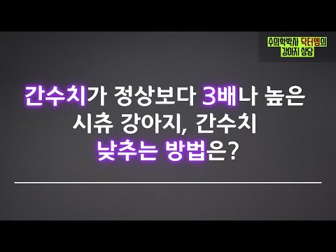 강아지 간수치가 3배나 높아요. 어떻게 해야 하나요?