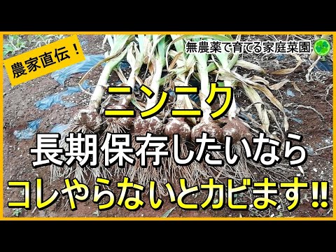 【にんにく栽培】失敗しない収穫後の乾燥と長期保存方法【有機農家直伝！無農薬で育てる家庭菜園】　24/6/4