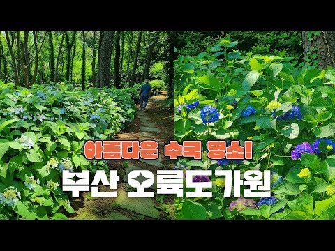 부산 수국 명소! 오륙도가원