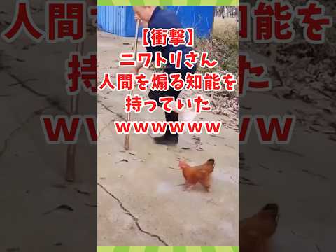 トリさんの面白かわいい動画見て癒されたら寝ろwww　#2ch動物スレ #動物 #鳥 #shorts #2ch