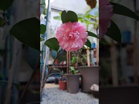 茶花 春節 #觀葉植物 #植物 #茶花