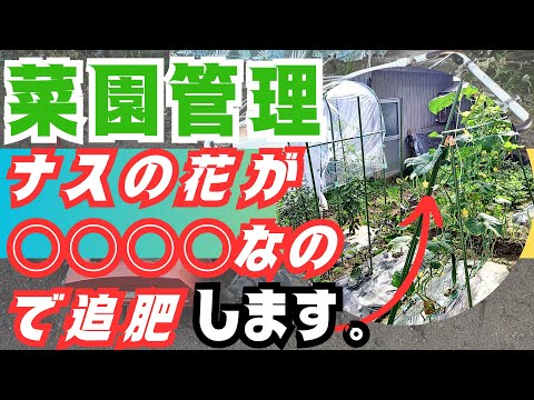 【野菜】達の管理作業します😁ナスの花が…◯◯◯◯なので追肥します✋