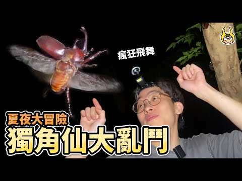 錯過等明年！獨角仙爆發的夏天來啦！【叢林大冒險】