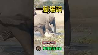 【勇敢對抗】大象教訓不怀好意的鱷魚：勇敢對抗邪惡！ #animal #animals #wildanimals #wildlife #動物世界 #nature #wild #獅子#野生