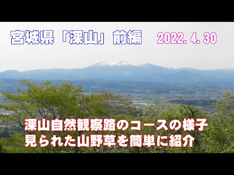 宮城県「深山」前編(コースの様子と山野草の紹介)