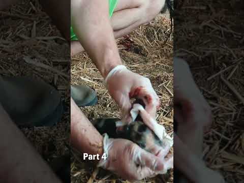 Pig Birth (Part 4) Keeing the babies away so mama can focus!