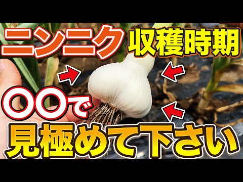 【お尻を意識する？】最高の状態でニンニク収穫するために収穫時期を見極める３つのポイント