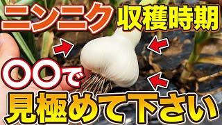 【お尻を意識する？】最高の状態でニンニク収穫するために収穫時期を見極める３つのポイント