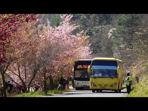 2023武陵櫻花季，一片粉紅浪漫，搭乘國光客運專車一日遊既方便又超值。