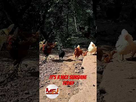 It's time for a nice and warm sunbathe | #fjfarms #freerangechicken #sunbathing #farmlife #shorts