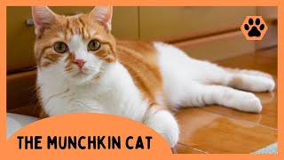 Munchkin Cat Everything You Need to Know