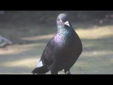 The most beautiful and attractive pigeon in the world | Beautiful moment | Pigeons