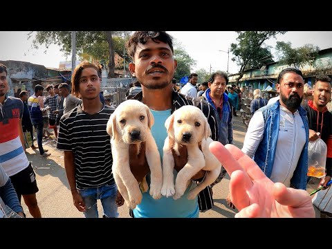 Exploring the World's Biggest Pet Market 🇮🇳