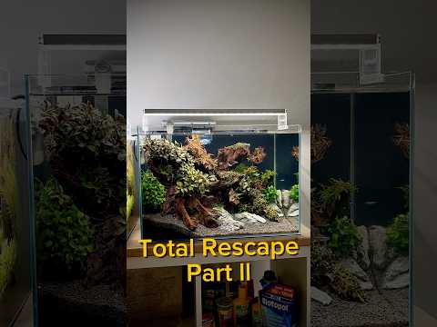 Total Rescape pt2 #aquarium #aquascape #fishtank #aquascaping #fishkeeping #fish